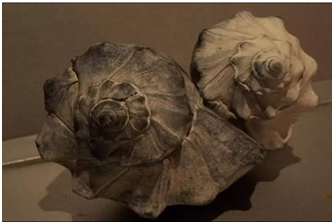 佐什么意思解释，佐字笔画笔顺（药物冷知识速速get）