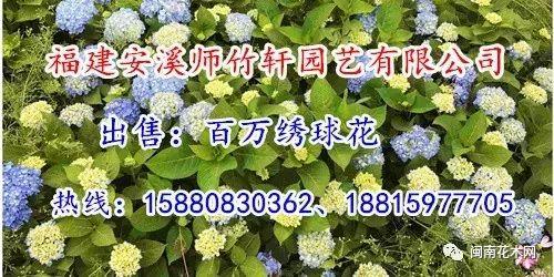 全冠香樟是什么意思，丛生全冠香樟（全冠香樟种植技术）