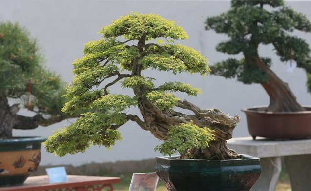 朋友送什么花合适，送朋友什么花代表友谊（送这些花比送什么礼品都被说懂礼仪）