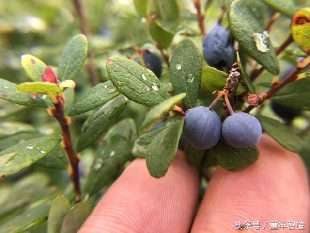 沙棘膏的功效与作用，蜜制沙棘膏的功效与作用（4斤原料熬1斤）