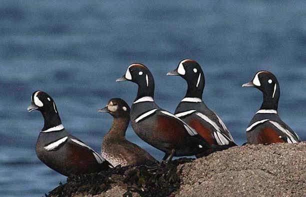 关于树鸭属介绍，俗称鸭子树是什么东西（都是鸭子身份真的不一样）