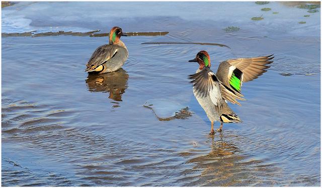 关于树鸭属介绍，俗称鸭子树是什么东西（都是鸭子身份真的不一样）