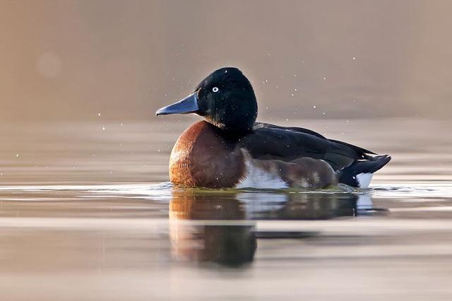 关于树鸭属介绍，俗称鸭子树是什么东西（都是鸭子身份真的不一样）