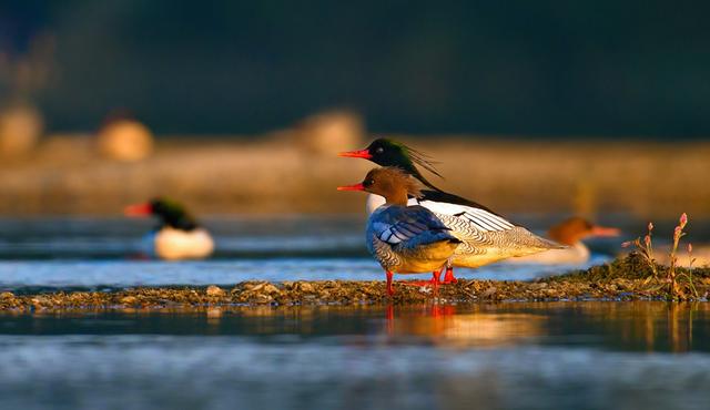 关于树鸭属介绍，俗称鸭子树是什么东西（都是鸭子身份真的不一样）