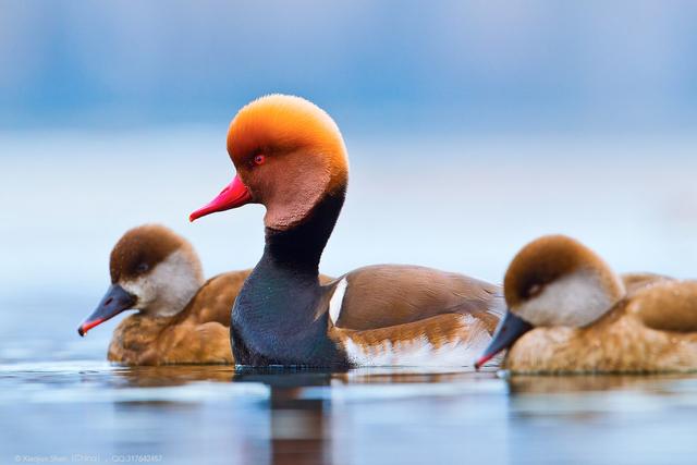 关于树鸭属介绍，俗称鸭子树是什么东西（都是鸭子身份真的不一样）