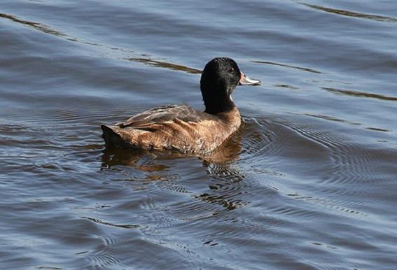 关于树鸭属介绍，俗称鸭子树是什么东西（都是鸭子身份真的不一样）