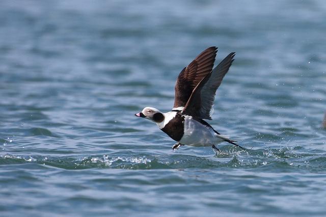 关于树鸭属介绍，俗称鸭子树是什么东西（都是鸭子身份真的不一样）