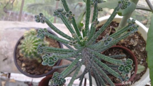 宽叶不死鸟扦插方法，不死鸟可以插扦吗（这花一片叶子落盆里就长）