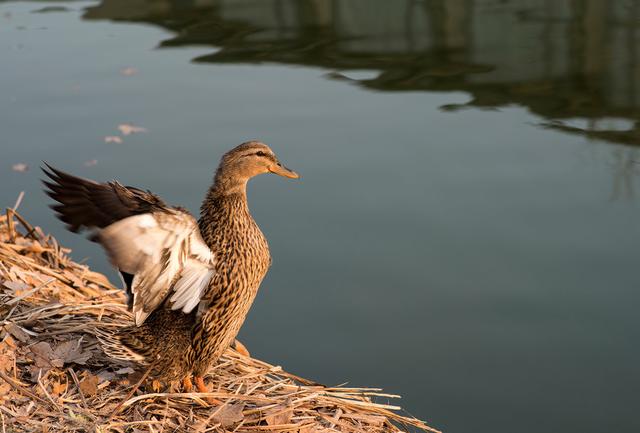 关于树鸭属介绍，俗称鸭子树是什么东西（都是鸭子身份真的不一样）
