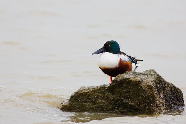 关于树鸭属介绍，俗称鸭子树是什么东西（都是鸭子身份真的不一样）