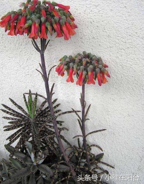 宽叶不死鸟扦插方法，不死鸟可以插扦吗（这花一片叶子落盆里就长）