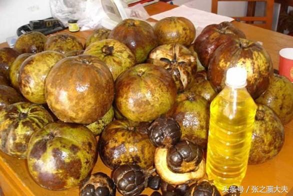 食用野山茶油的作用和功效，为什么山茶油那么贵