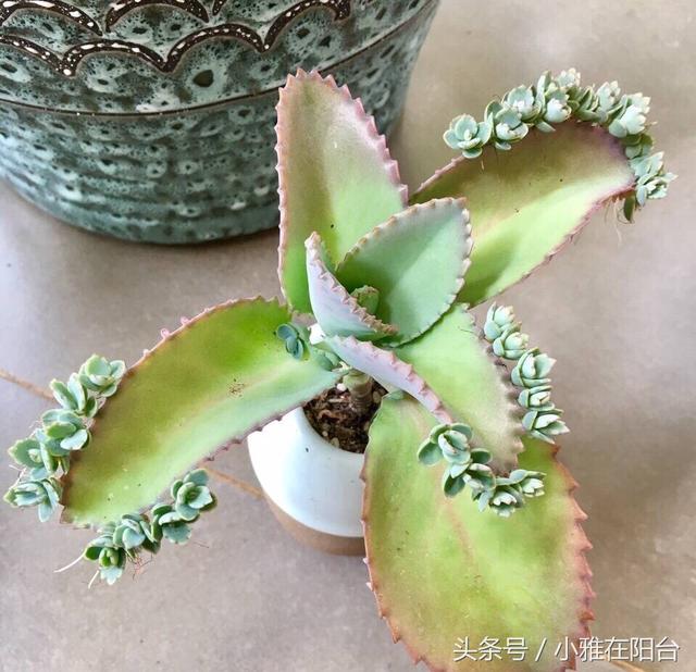 宽叶不死鸟扦插方法，不死鸟可以插扦吗（这花一片叶子落盆里就长）