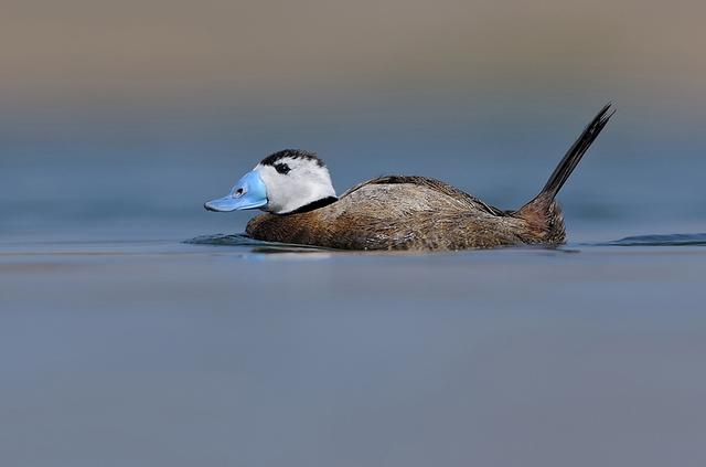 关于树鸭属介绍，俗称鸭子树是什么东西（都是鸭子身份真的不一样）