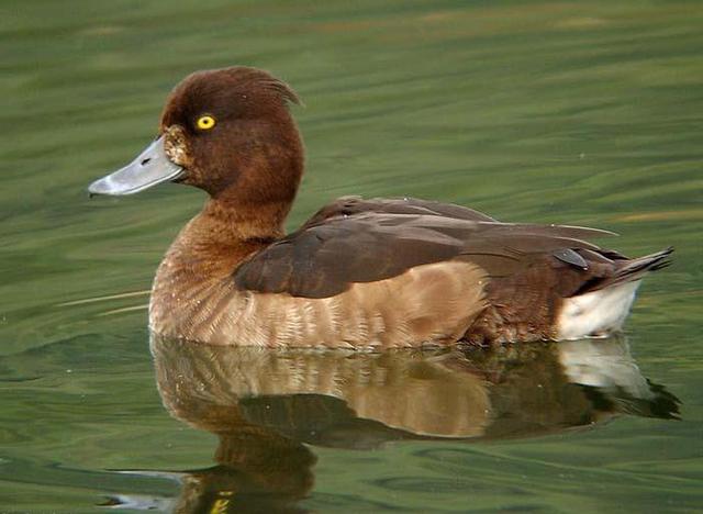 关于树鸭属介绍，俗称鸭子树是什么东西（都是鸭子身份真的不一样）