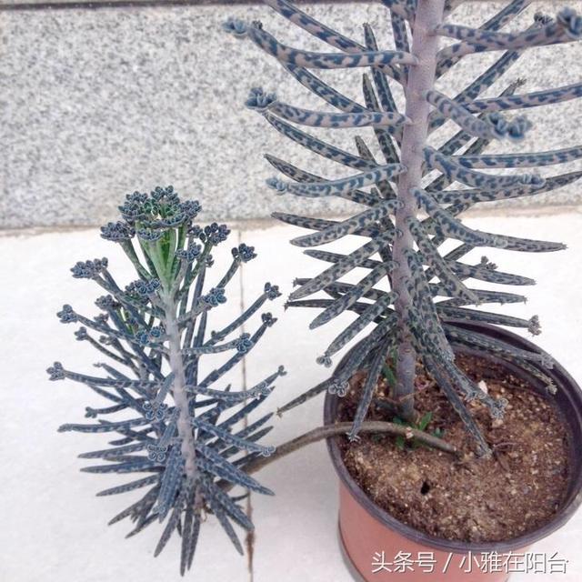 宽叶不死鸟扦插方法，不死鸟可以插扦吗（这花一片叶子落盆里就长）