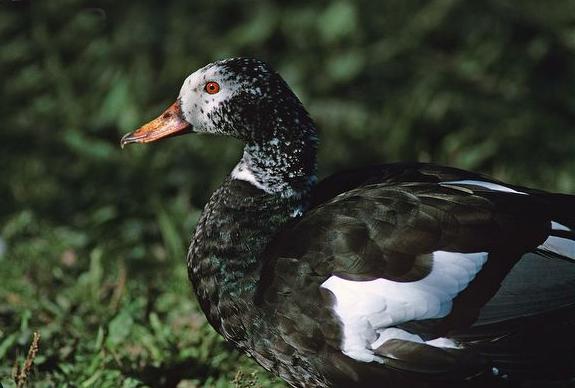 关于树鸭属介绍，俗称鸭子树是什么东西（都是鸭子身份真的不一样）