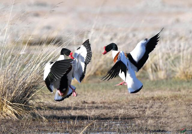 关于树鸭属介绍，俗称鸭子树是什么东西（都是鸭子身份真的不一样）