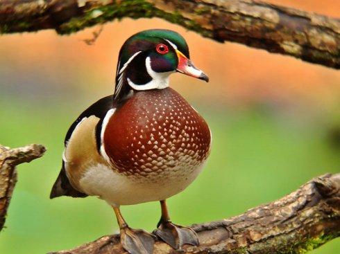 关于树鸭属介绍，俗称鸭子树是什么东西（都是鸭子身份真的不一样）