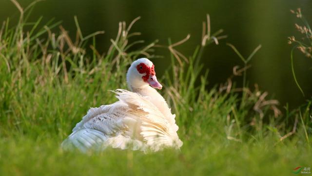 关于树鸭属介绍，俗称鸭子树是什么东西（都是鸭子身份真的不一样）