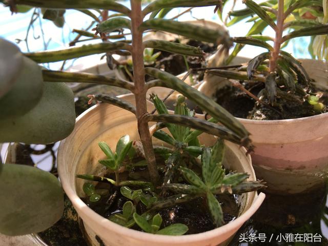 宽叶不死鸟扦插方法，不死鸟可以插扦吗（这花一片叶子落盆里就长）