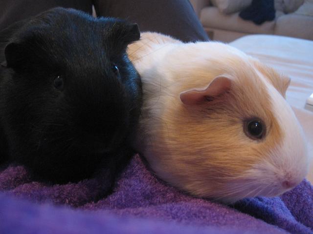 荷兰猪是什么动物，荷兰猪是什么动物图片（荷兰猪是一种什么动物）