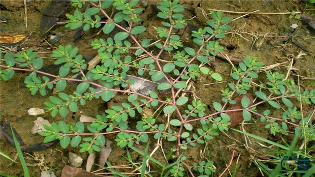 夏塔热片的功效，百癣夏塔热片的功效（百癣夏塔热片用治疗足癣效果怎么样）