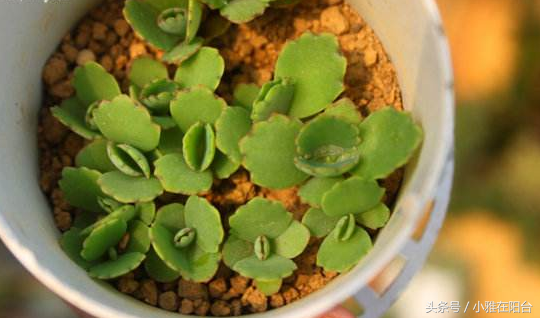 宽叶不死鸟扦插方法，不死鸟可以插扦吗（这花一片叶子落盆里就长）