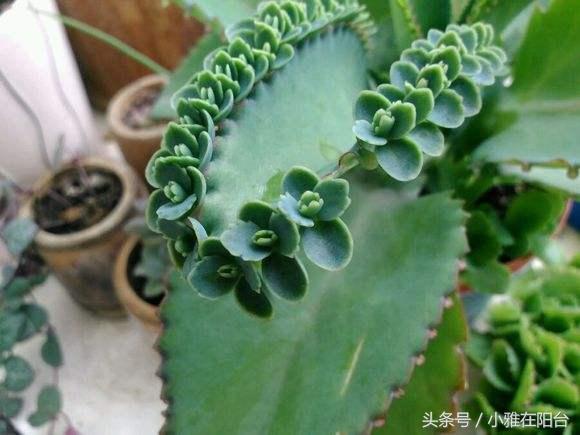 宽叶不死鸟扦插方法，不死鸟可以插扦吗（这花一片叶子落盆里就长）
