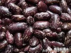 鲫鱼是不是发物，鲫鱼病人可以吃吗（再问世间何为发物）