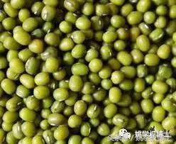 鲫鱼是不是发物，鲫鱼病人可以吃吗（再问世间何为发物）