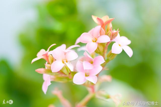 鲫鱼是不是发物，鲫鱼病人可以吃吗（再问世间何为发物）