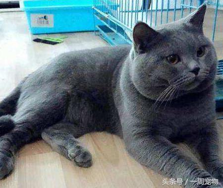 土豆猫是什么品种，网红猫土豆是什么品种的猫（两个月后生出3只小奶猫）