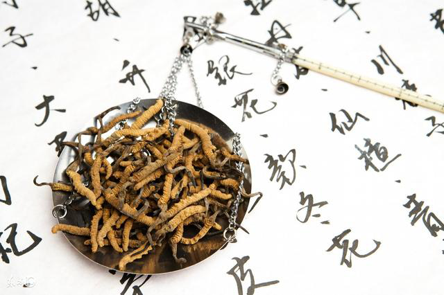 冬虫夏草怎么挑选，冬虫夏草如何挑选（冬虫夏草的药用价值在于什么地方）