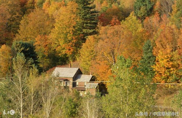 随意春芳歇王孙自可留的意思，随意春芳歇的歇是尽的意思吗（随意春芳歇，王孙自可留）