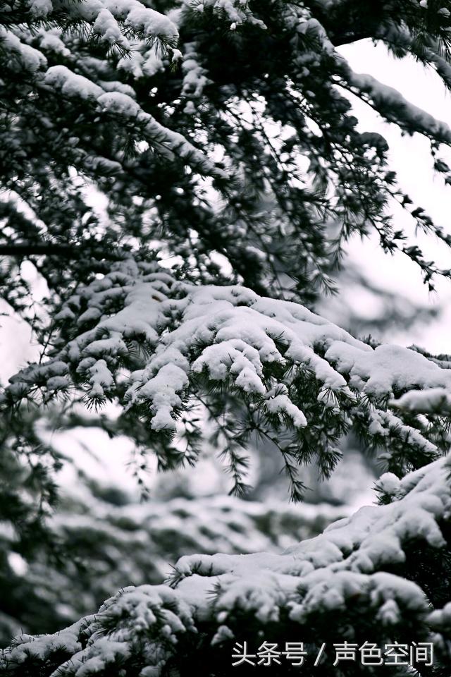 大雪压青松打一字，大话西游2经典版科举考试答案（大雪压青松1）