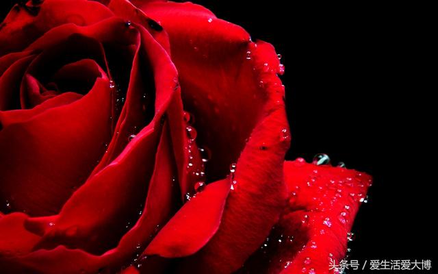 送玫瑰花送多少朵代表什么，求婚玫瑰花送几朵代表什么（你知道送玫瑰花朵数的含义吗）