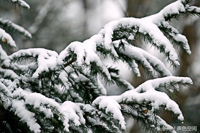 大雪压青松打一字，大话西游2经典版科举考试答案（大雪压青松1）