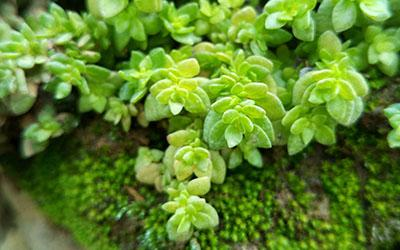 周易生辰八字取名，周易生辰八字取名方法（名字与八字命理怎么更搭配）