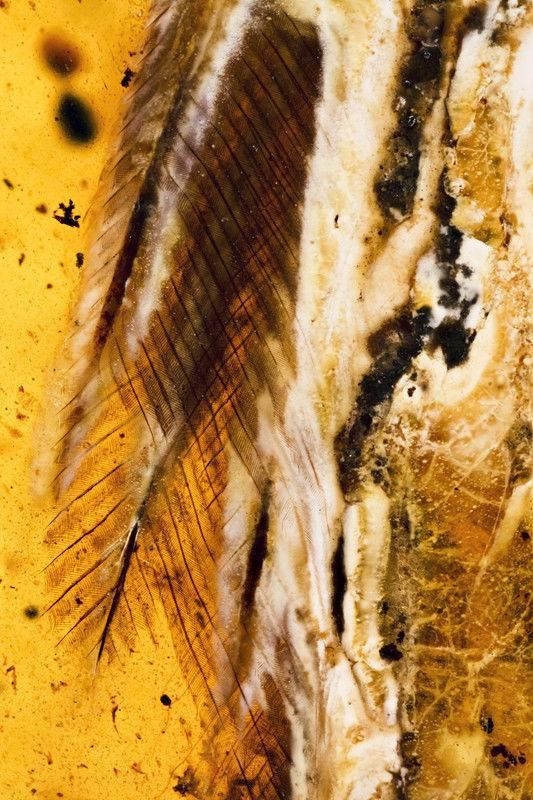 白垩纪时间轴，世界最完整琥珀古鸟被发现