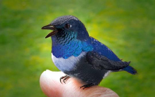 白垩纪时间轴，世界最完整琥珀古鸟被发现