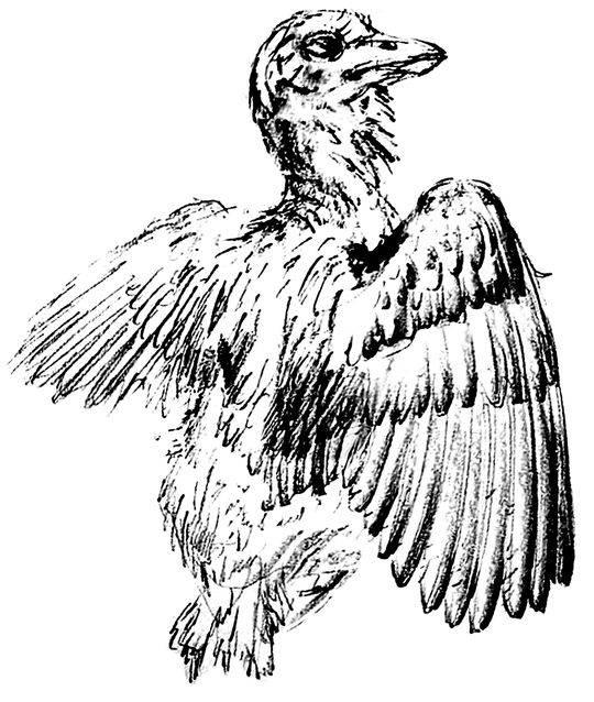 白垩纪时间轴，世界最完整琥珀古鸟被发现