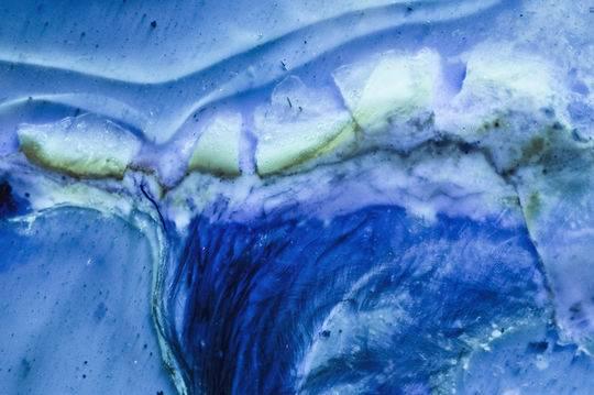 白垩纪时间轴，世界最完整琥珀古鸟被发现