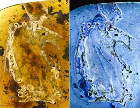 白垩纪时间轴，世界最完整琥珀古鸟被发现