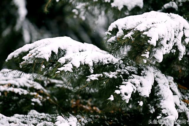 大雪压青松打一字，大话西游2经典版科举考试答案（大雪压青松1）