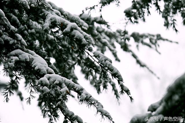 大雪压青松打一字，大话西游2经典版科举考试答案（大雪压青松1）