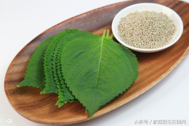 紫苏叶的性味归经，紫苏叶的性味归经及功效作用与禁忌（紫苏叶浑身是宝）