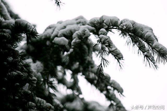 大雪压青松打一字，大话西游2经典版科举考试答案（大雪压青松1）