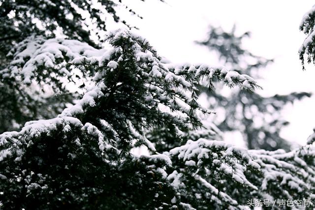 大雪压青松打一字，大话西游2经典版科举考试答案（大雪压青松1）