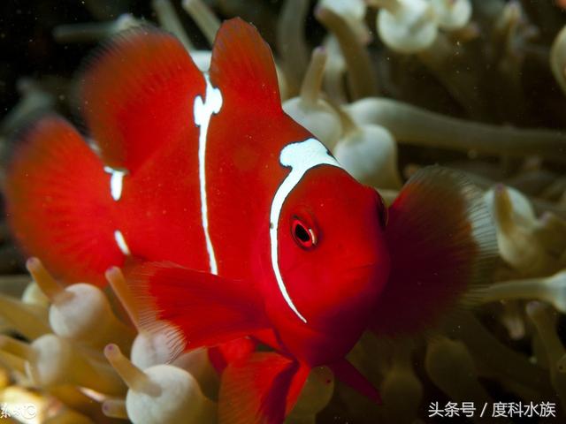 为什么海葵不伤害小丑鱼，小丑鱼和海葵之间有着怎么样的秘密（怎样让人工小丑钻海葵）